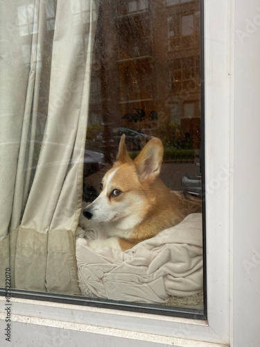 dog behind window photo