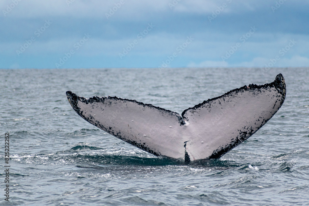 Fototapeta premium Humpback whale tail