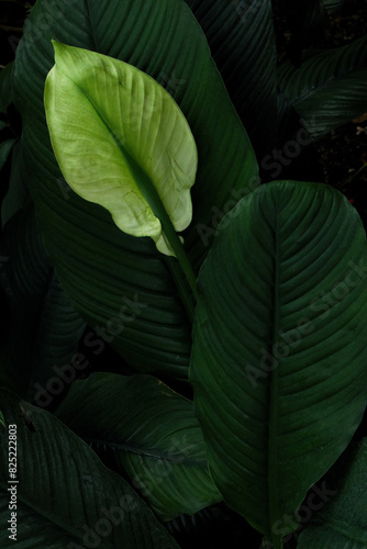 Green leaves flower nature photo