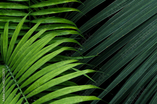Abstract palm foliage plant leaves nature background