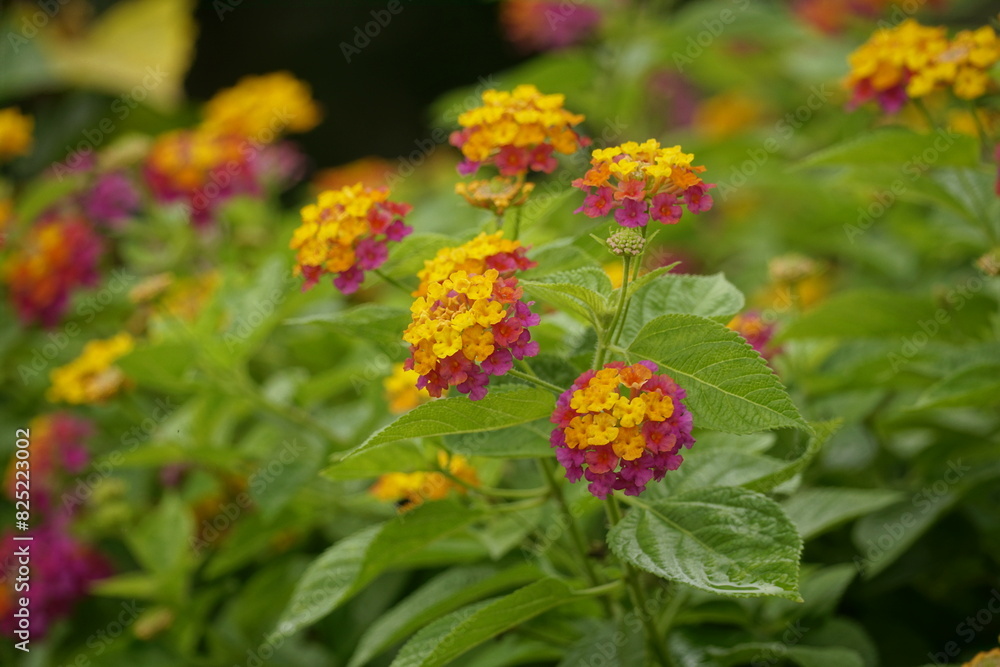 Close-up of Lantana camara flowers blooming Close-up of Lantana camara flowers blooming