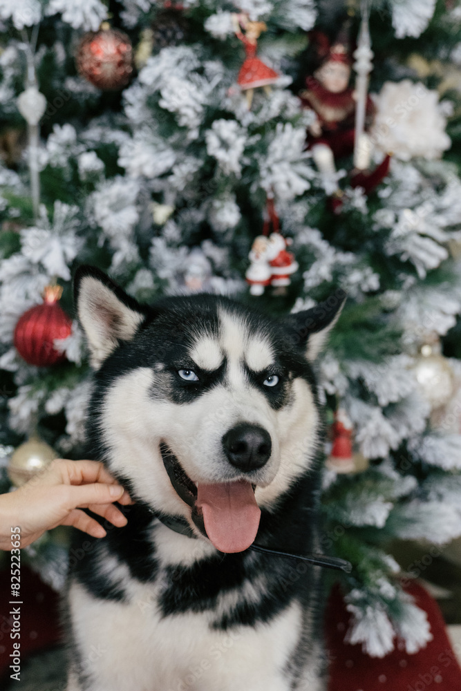 Husky Dog In Front Of A Christmas Tree Husky Dog In Front Of A Christmas Tree