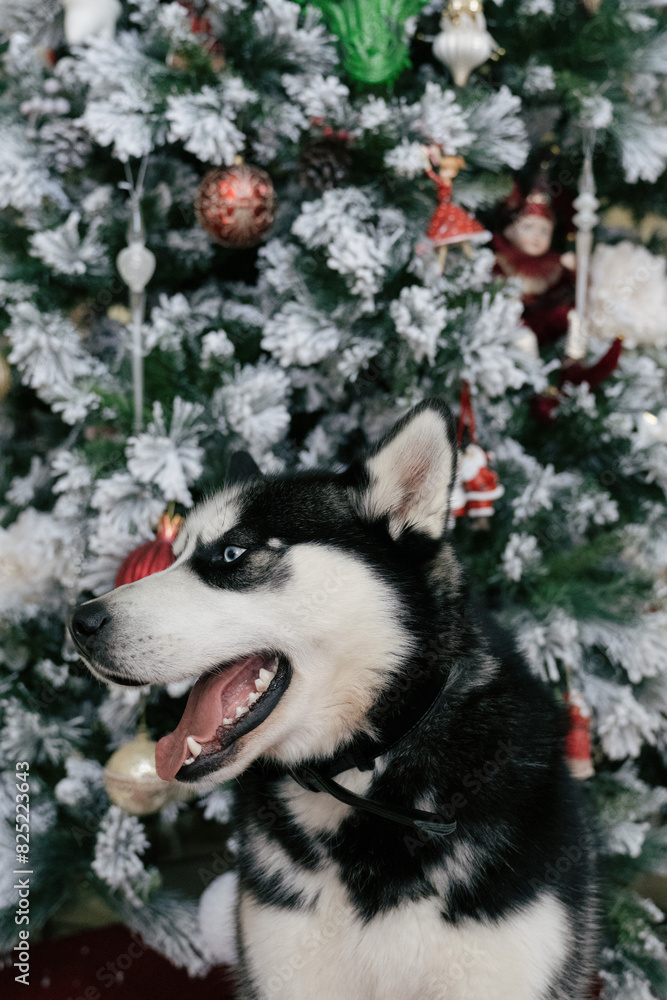 Husky Dog In Front Of A Christmas Tree Husky Dog In Front Of A Christmas Tree