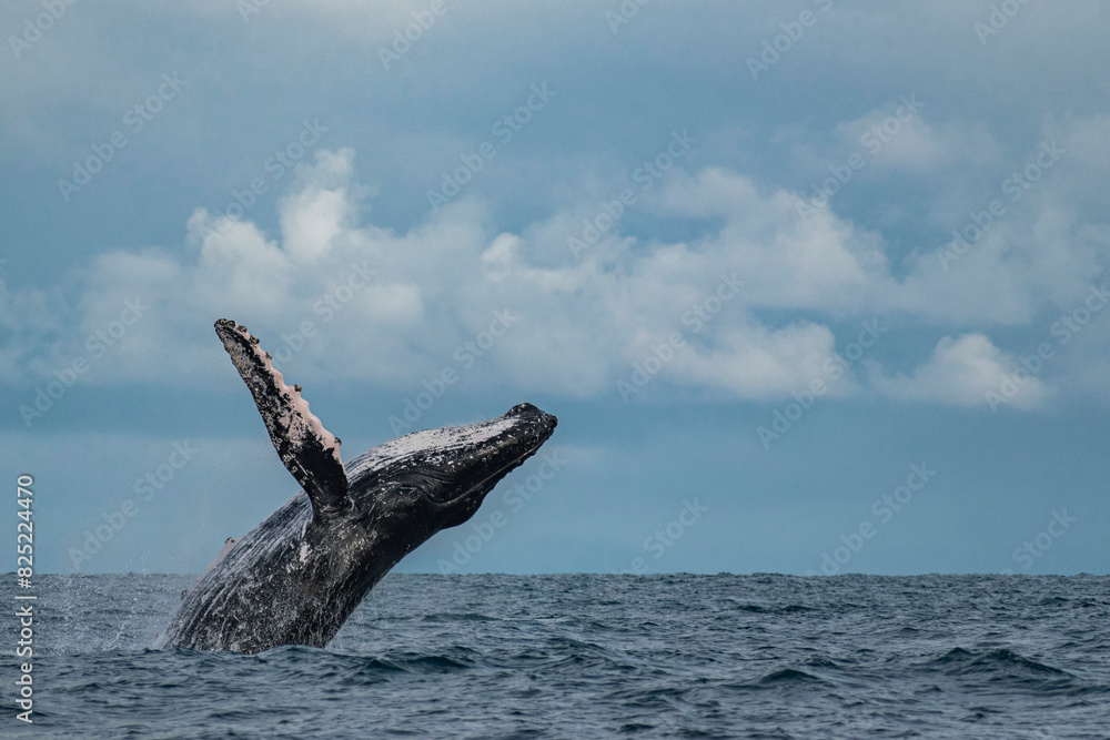 Obraz premium Humpback whale breaching