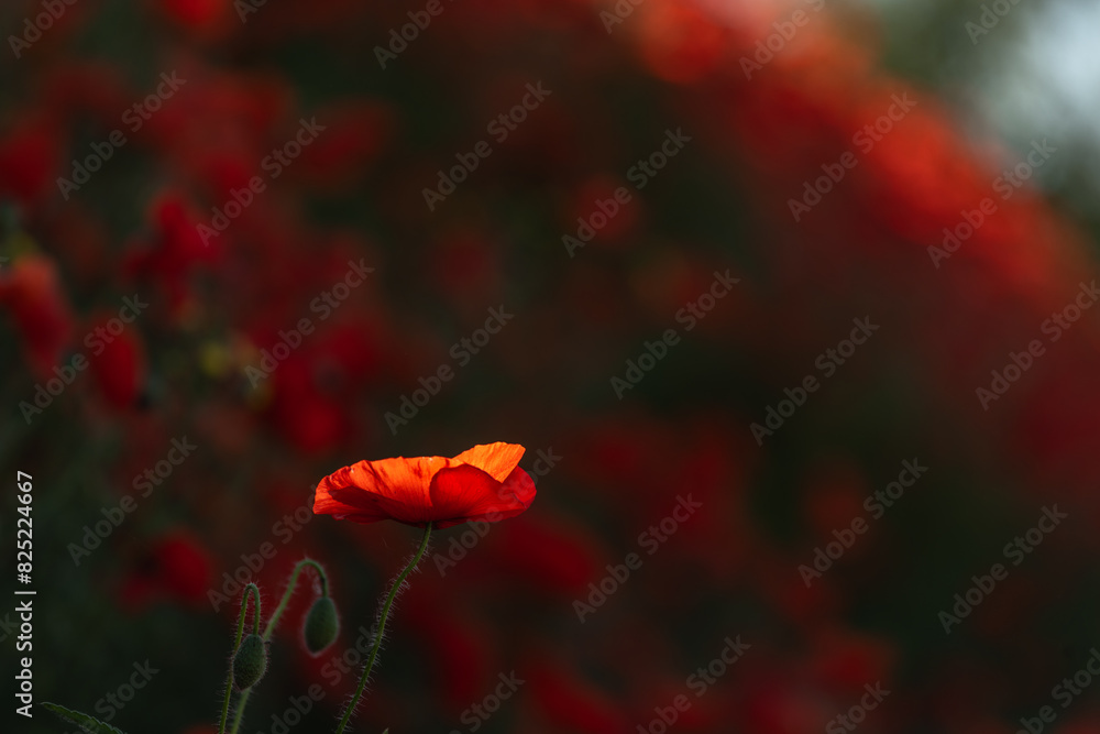 Obraz premium Red poppies blooming in spring