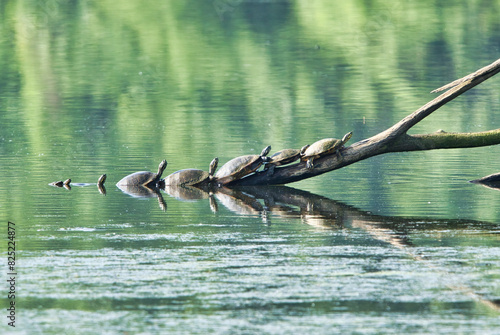 Row of turtles exiting water to climb a fallen tree branch photo