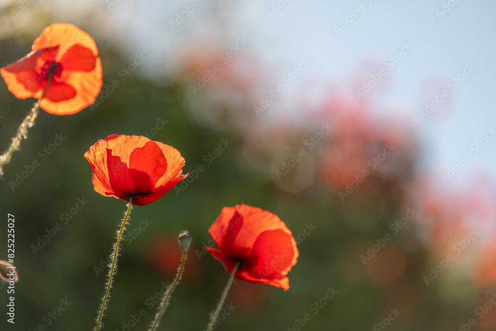Obraz premium Red poppies blooming in spring