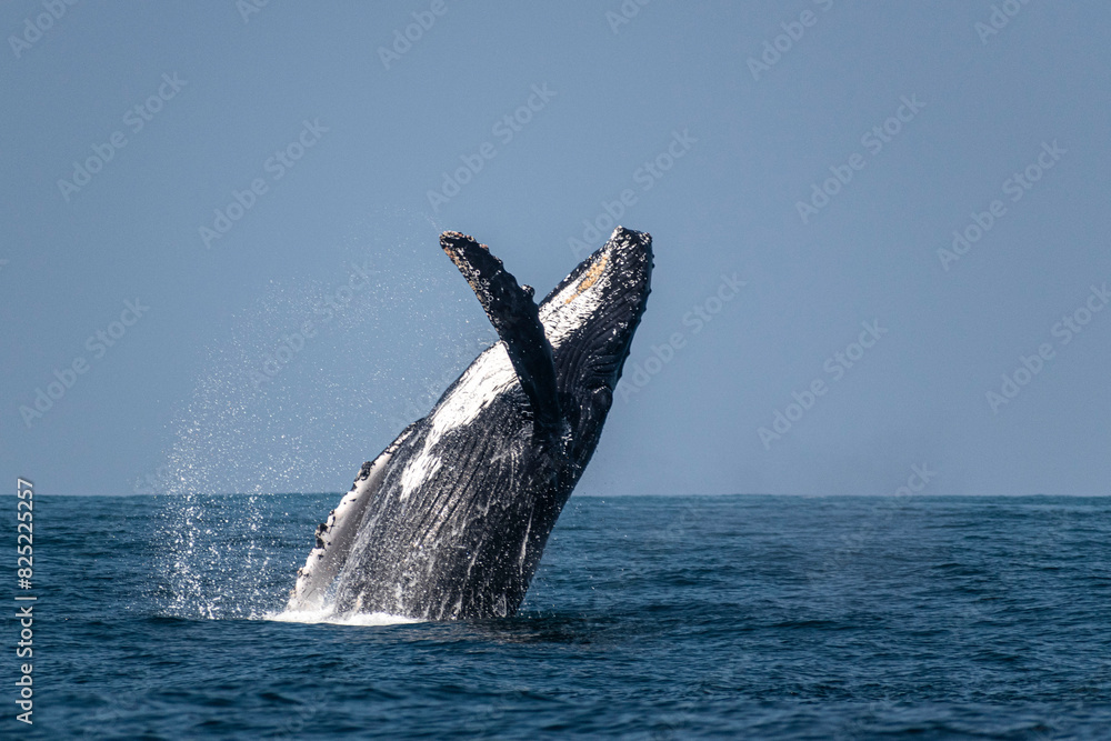 Naklejka premium Humpback whale breaching