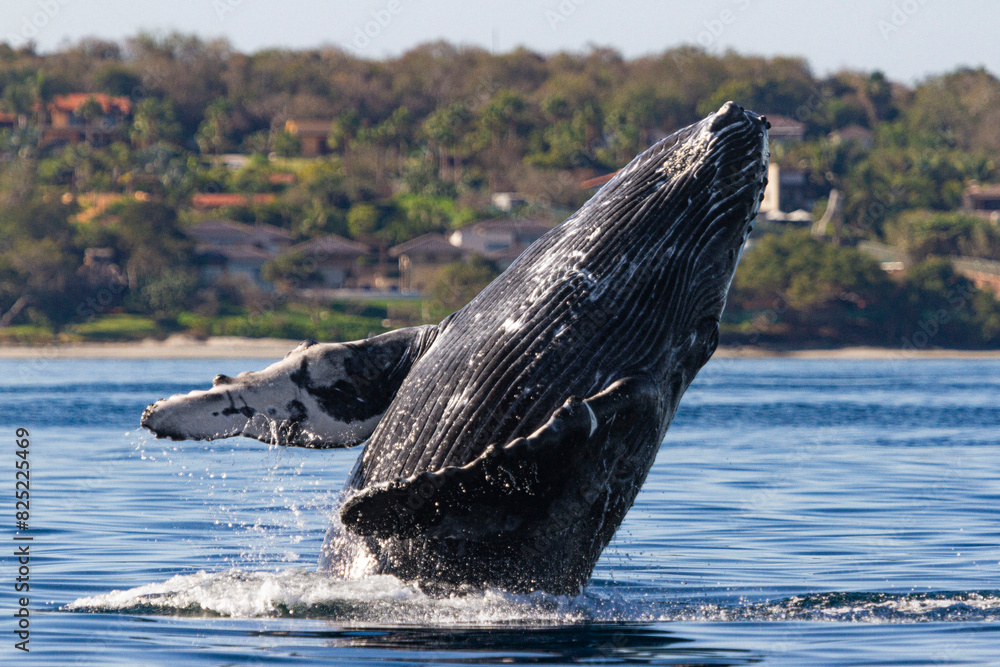 Fototapeta premium Humpback whale breaching