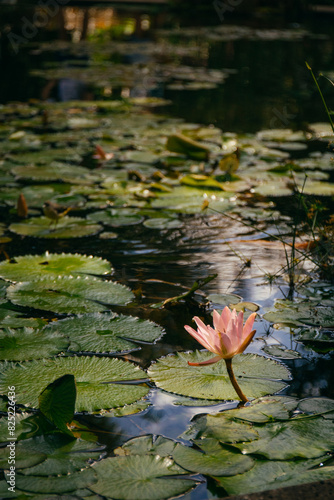 Water Lilly  photo