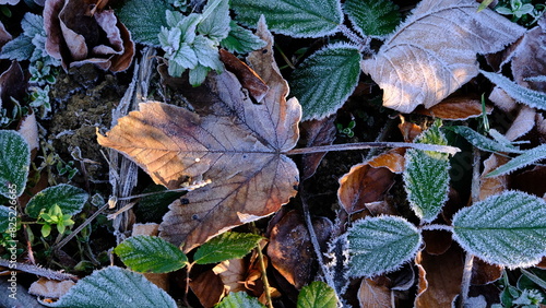 Green grass in frozen morning.