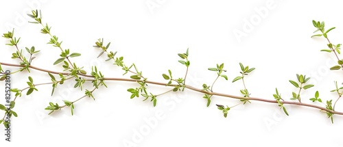 Thyme sprig with empty copyspace  isolated on white background