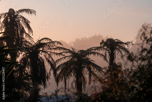 fern trees silhouetted by the foggy sunrise photo