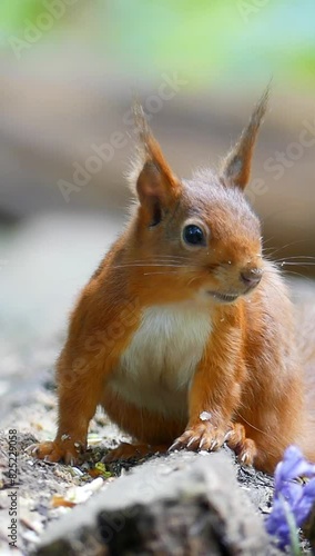 Verical shot of a red squirrel heavly breathing. photo