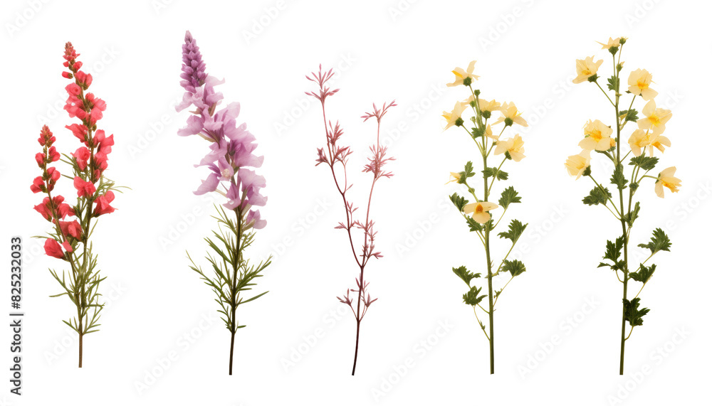 twig flowers isolated on transparent background cutout twig flowers isolated on transparent background cutout