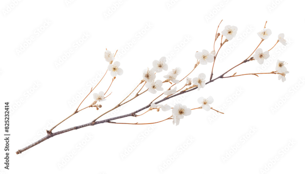 branch of willow isolated on transparent background cutout