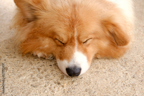 Portrait of sleeping lazy dog head