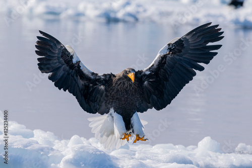 Steller's sea eagle photo