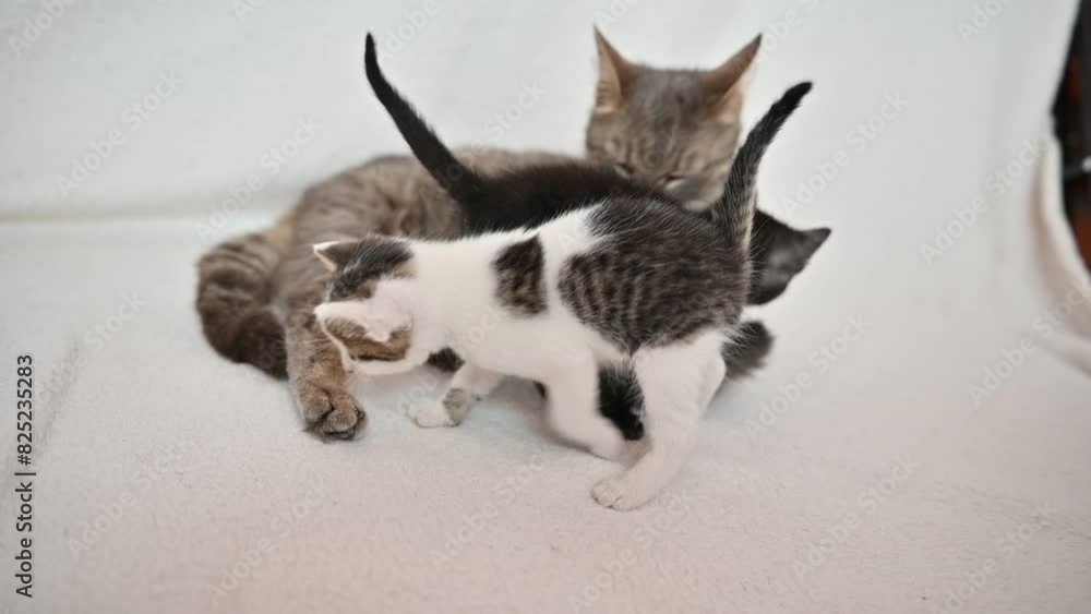 cat plays and washes with kittens on a white background
cat plays and washes with kittens on a white background