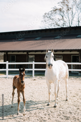 White horse with foal running in fenced area photo