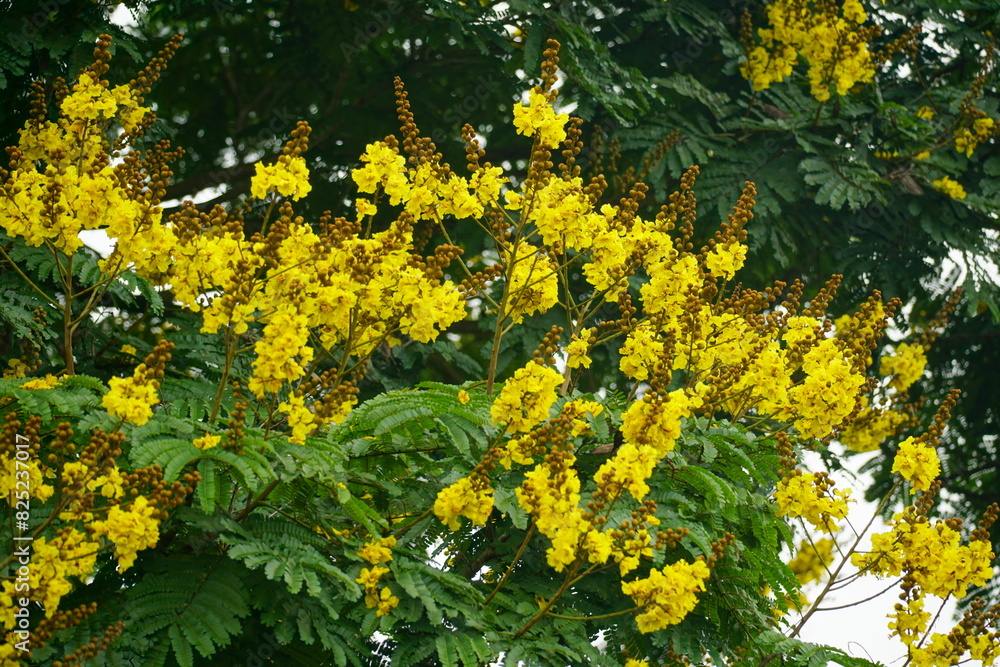 Obraz premium Close-up of yellow Peltophorum pterocarpum flower blooming on a tree