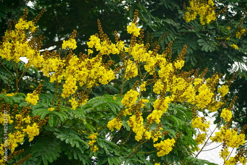 Close-up of yellow Peltophorum pterocarpum flower blooming on a tree photo