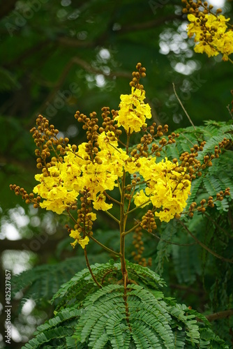 Close-up of yellow Peltophorum pterocarpum flower blooming on a tree photo