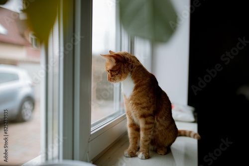 the cat sits on the windowsill and looks out the window photo