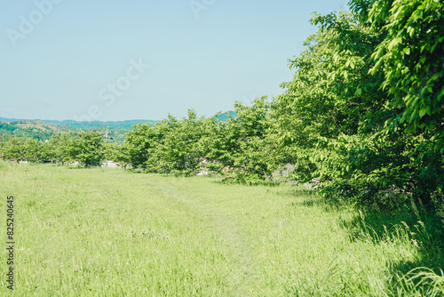綺麗な草原の風景