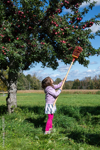 Girl Uses Harvesting Pole to pick Apples from the top of the Tree photo