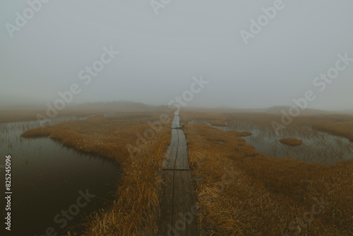 Misty highland wetland.