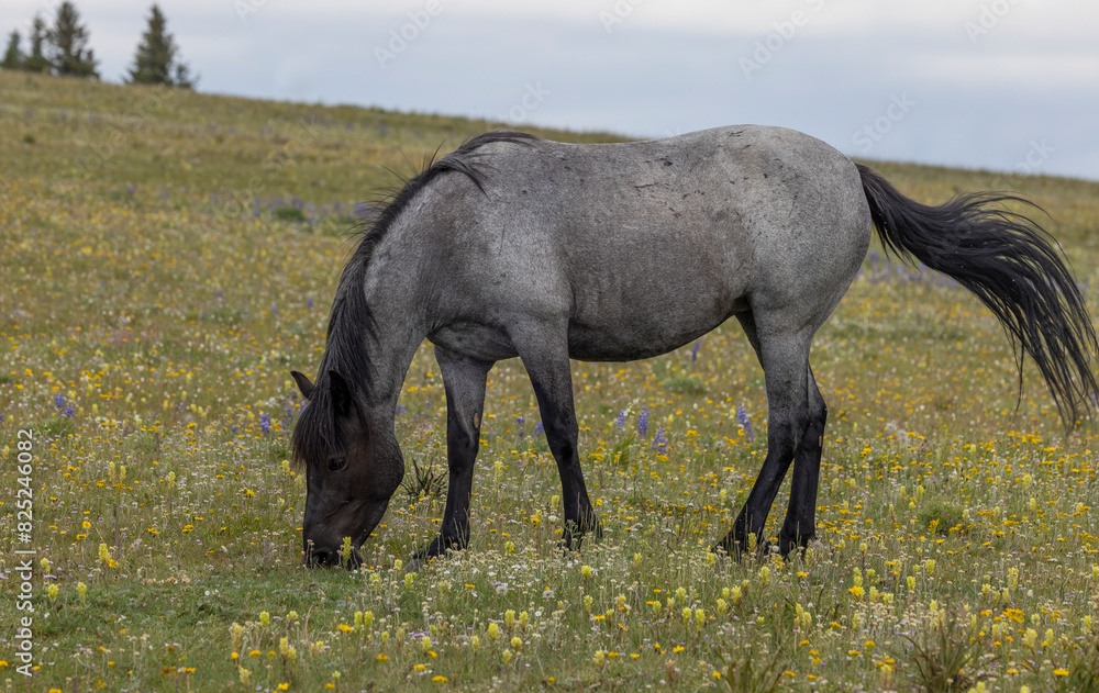 Wild Horse in Summer in the Pryor Mountains Montana Wild Horse in Summer in the Pryor Mountains Montana