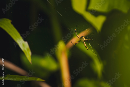 Wallpaper Mural Spider in its web Torontodigital.ca