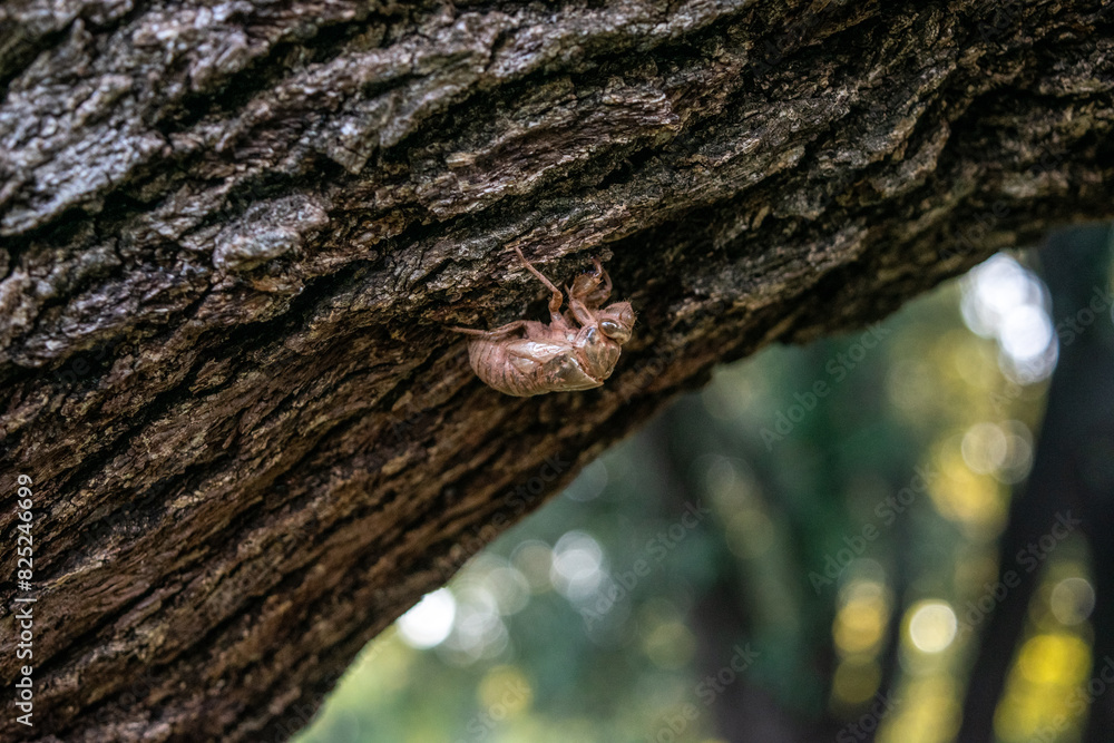 Obraz premium bug on tree