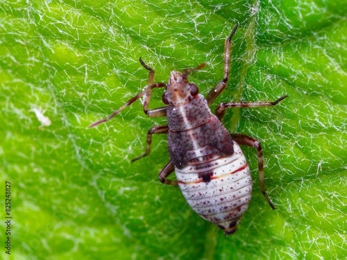 Closeup macro photograph of Deraeocoris Flavilinea Plant Bug photo