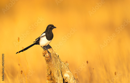 Magpie Perched On A Tree Trunk With A Beutiful Golden Background   photo