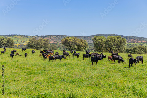 black bulls in a bull farm