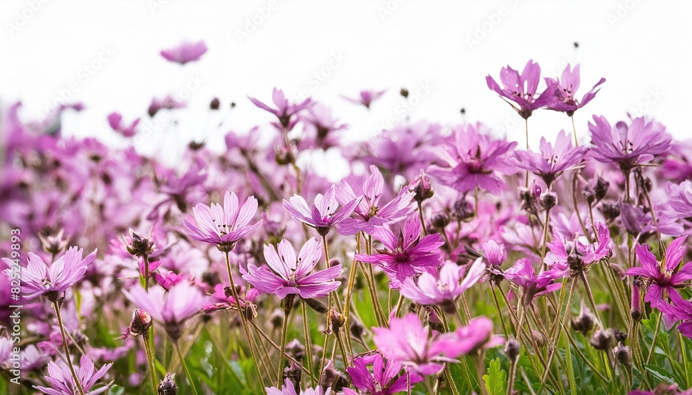 Naklejka premium flower field border isolated on white background