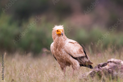 Egyptian Vulture Standing Up In A Meadow  