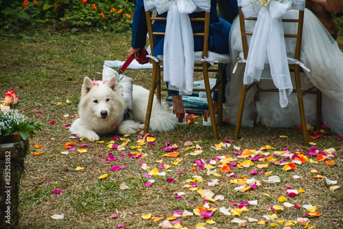 Samoyed Pet Ring bearer at Wedding Celebration photo