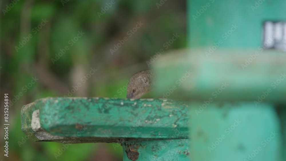 Curious mongoose sniff and bites on weathered concrete ledge staring out, blurred background Curious mongoose sniff and bites on weathered concrete ledge staring out, blurred background