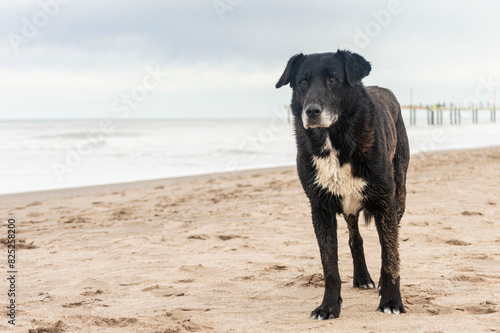 black dog on the beach