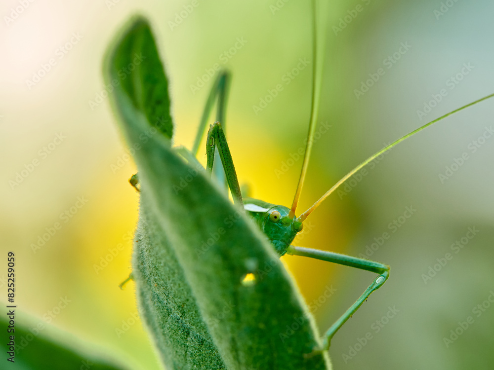 green long-legged grasshopper on a plant hidden and camouflaged green long-legged grasshopper on a plant hidden and camouflaged