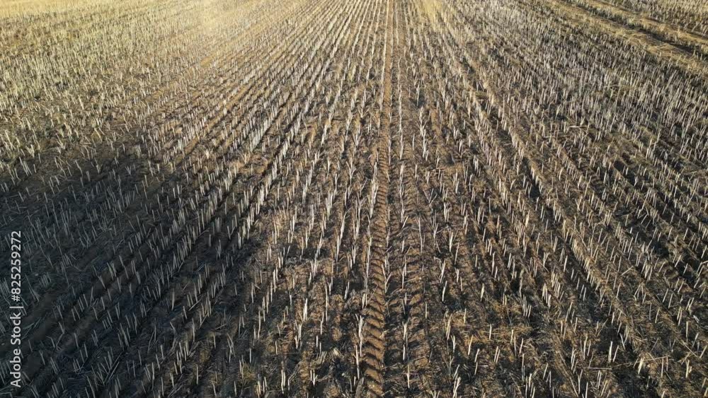 Field after wheat harvest. Aerial drone view and slow-motion Field after wheat harvest. Aerial drone view and slow-motion