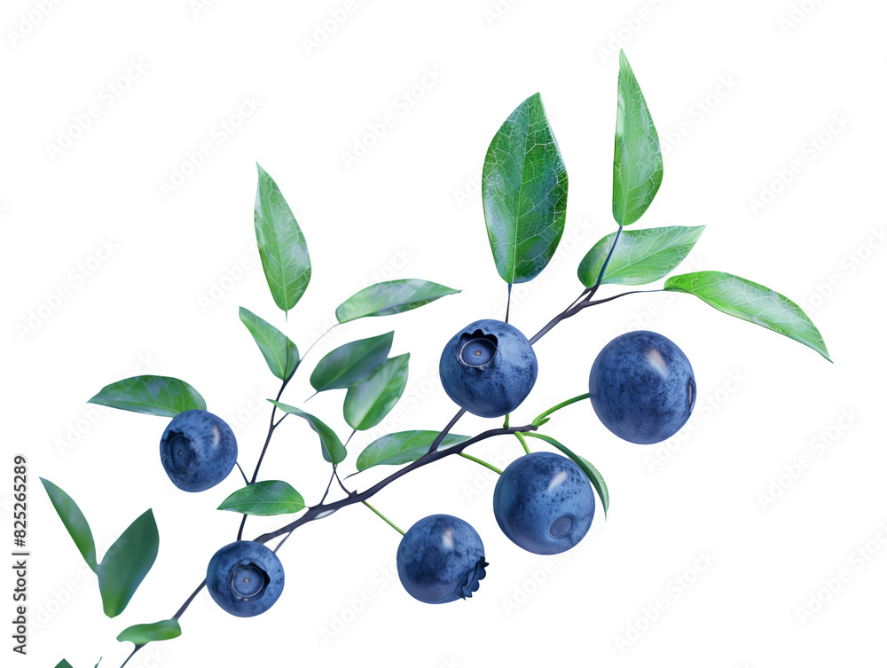 Branch of delicious ripe blueberries, cut out Branch of delicious ripe blueberries, cut out