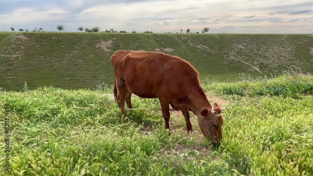 Brown cow eats grass on the field