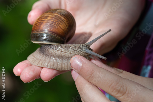 A child touches a snail