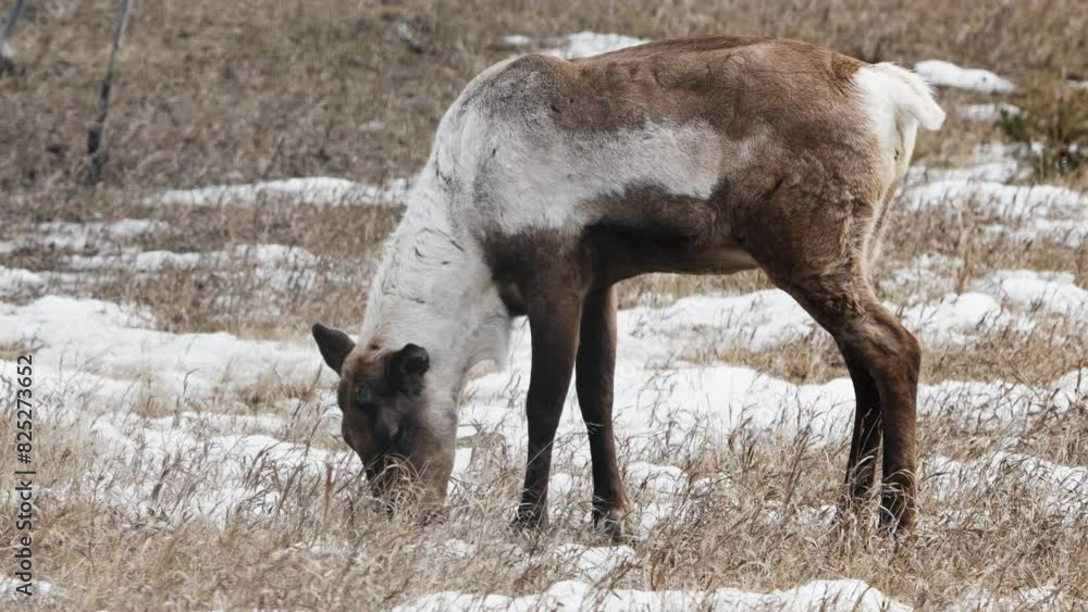 Close Up Of Boreal Woodland Caribou Grazing In Yukon, Canada Close Up Of Boreal Woodland Caribou Grazing In Yukon, Canada