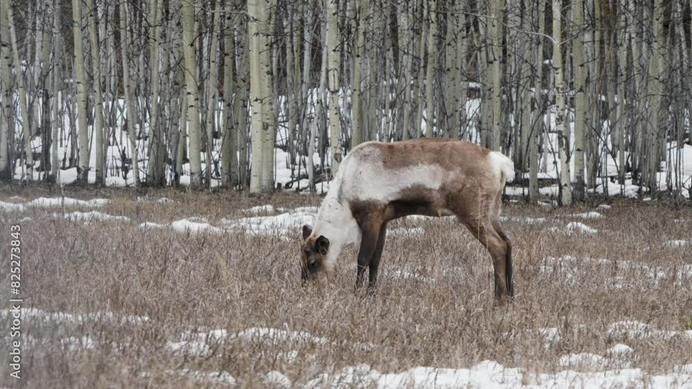 Woodland Caribou Eating In The Forest In Yukon, Canada - Wide Shot Woodland Caribou Eating In The Forest In Yukon, Canada - Wide Shot