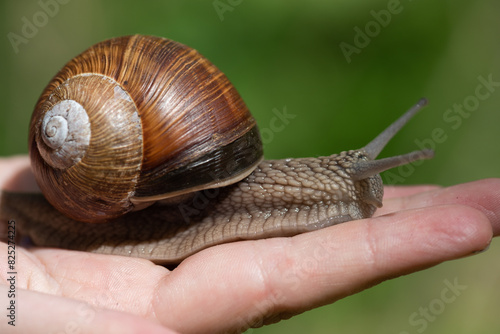 A snail on a child's hand